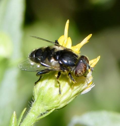 Réf. 240 667 : Eristalinus sepulchralis